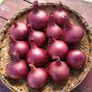 Red Karmen, Onion Sets - 1 Pound thumbnail number null